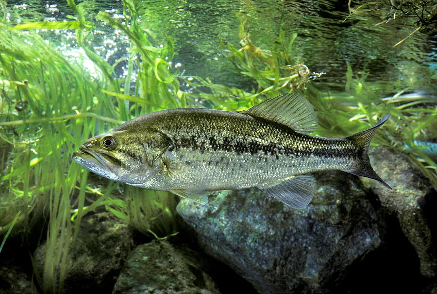 “물고기? 아니 돈고기! – Big Bass 프라그마틱 바다엔 황금 물고기가 산다” 1 image 1