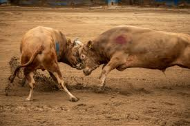 💸“경마? 아니, 소싸움! 전통+배당의 미친 조합”🐃 1 image 15