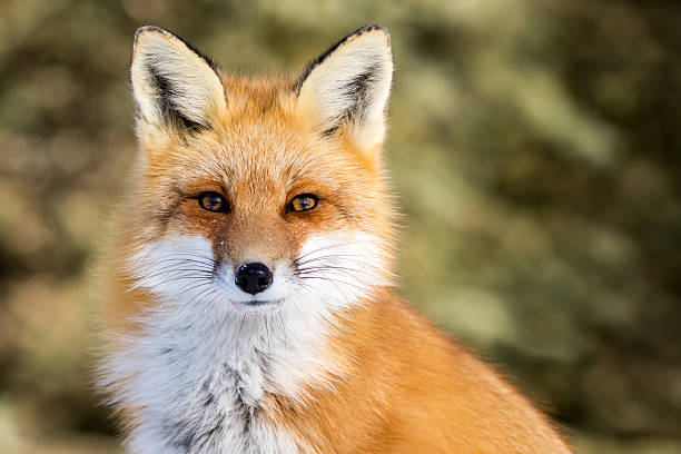“폭스가 쏜다! Red Tiger의 럭셔리 슬롯 여행”🦊 1 image 16